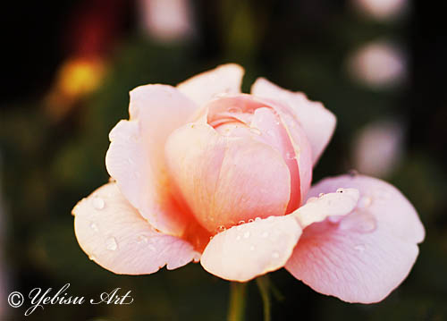 ピンクの薔薇