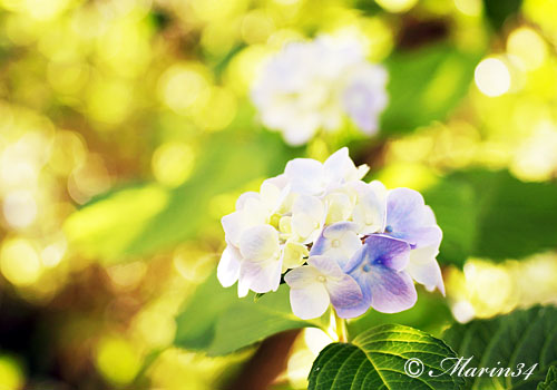 紫陽花 写真 むらさき