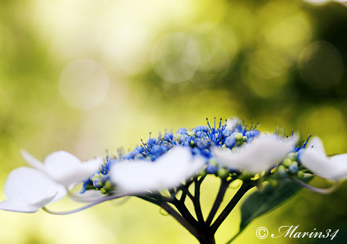 青い額紫陽花の画像