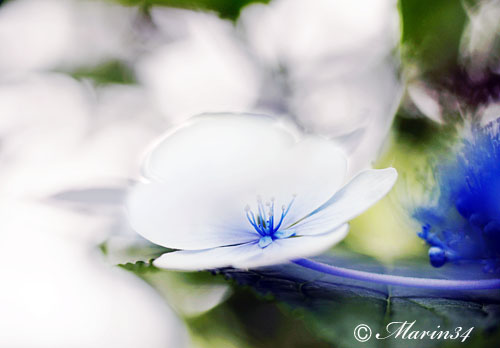 青い額紫陽花の装飾花