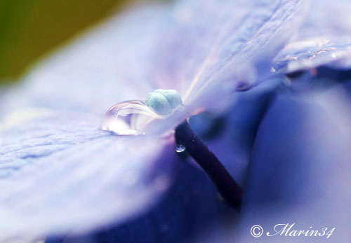 紫陽花 水玉写真