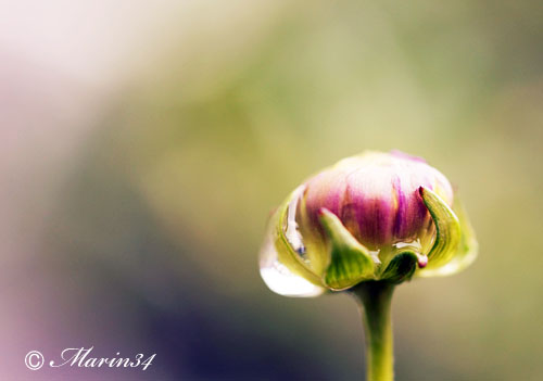 花の蕾