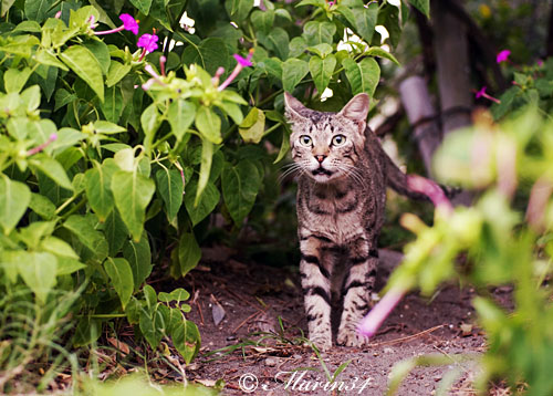 茶トラ模様の猫 写真